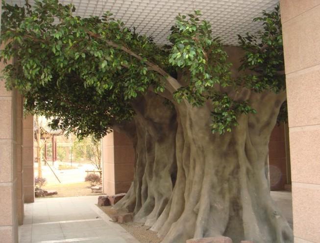 banyan tree