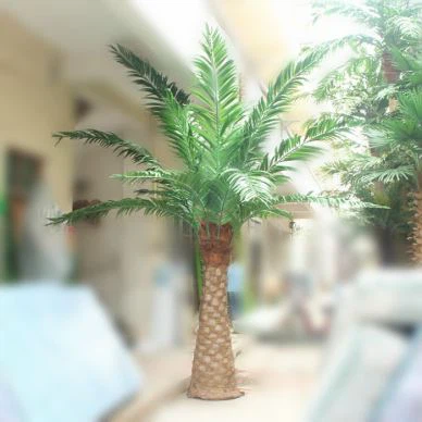 Āra viltus datuma palmu koku ražotājs